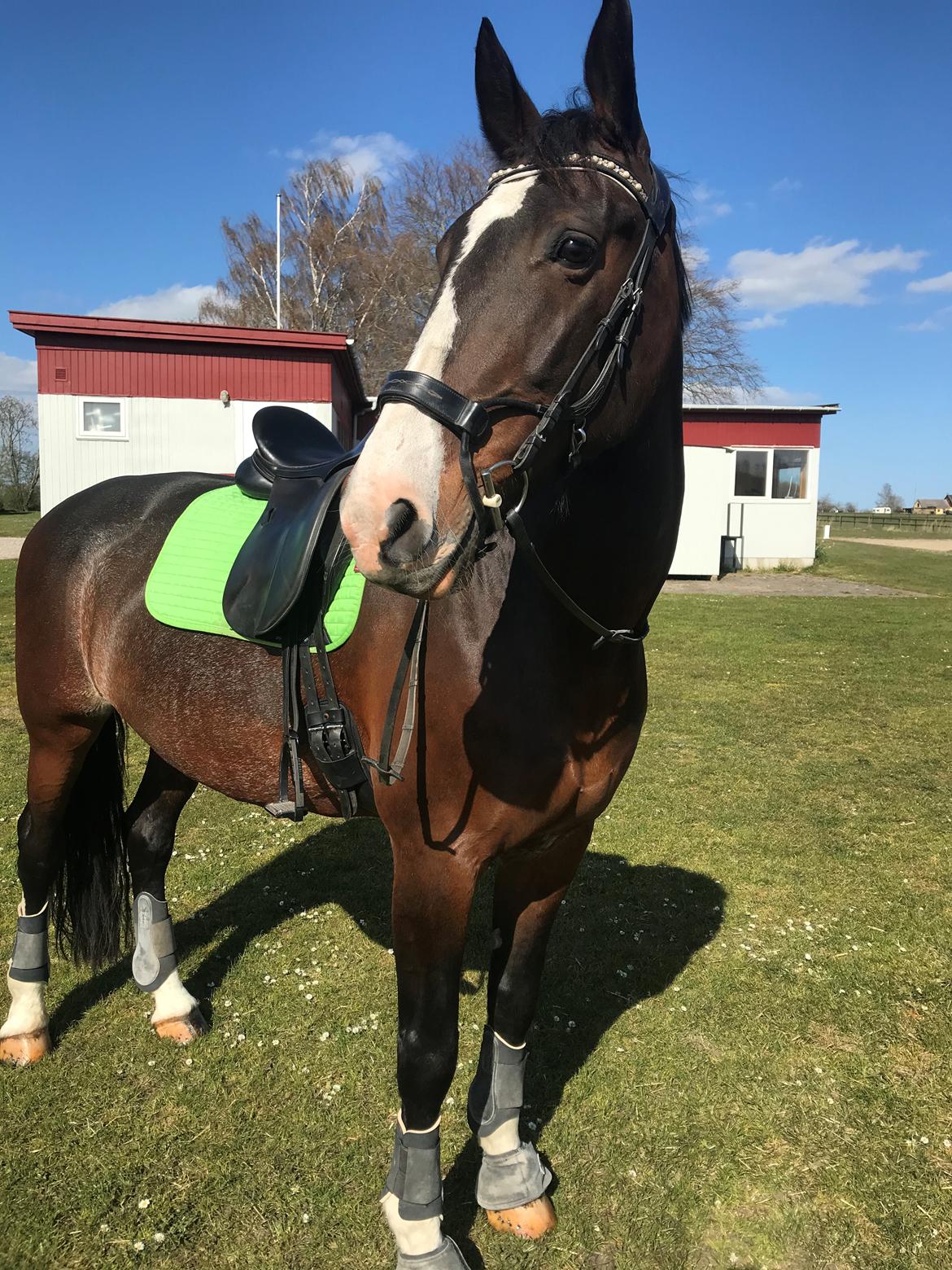 Hollandsk Varmblod Annika (himmelhest)  billede 1