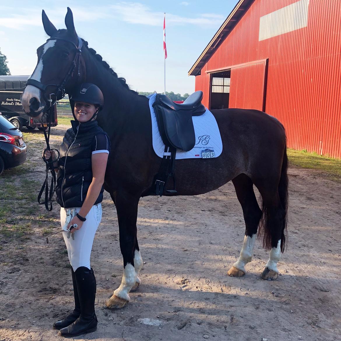 Hollandsk Varmblod Annika (himmelhest)  billede 7