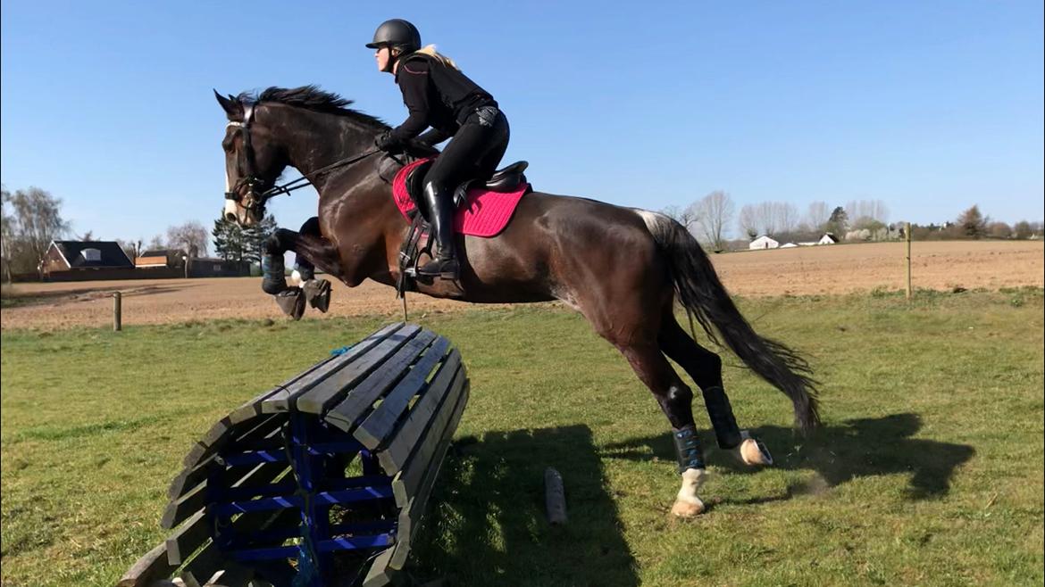 Hollandsk Varmblod Annika (himmelhest)  billede 10