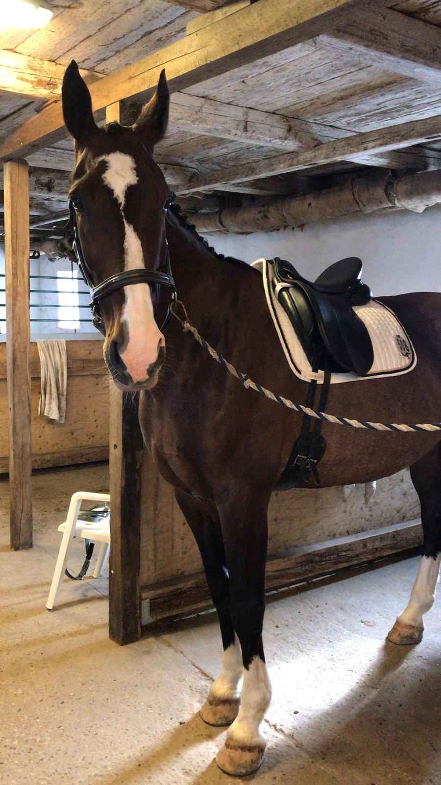 Hollandsk Varmblod Annika (himmelhest)  billede 14