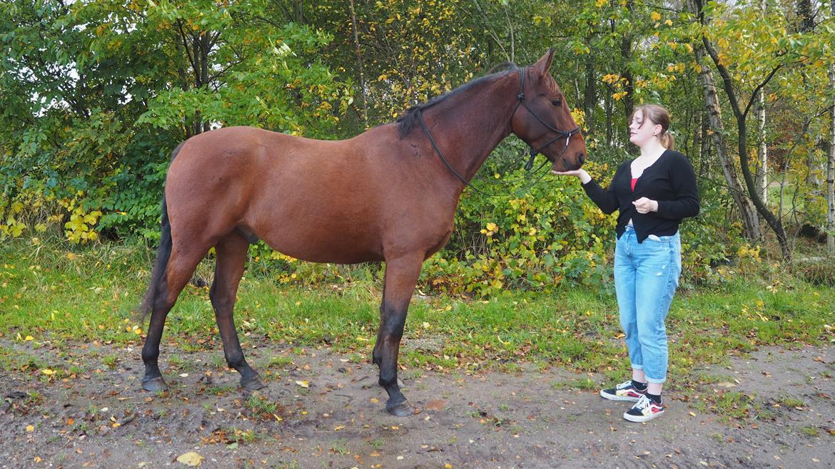 Anden særlig race Gniden (Tops) billede 10