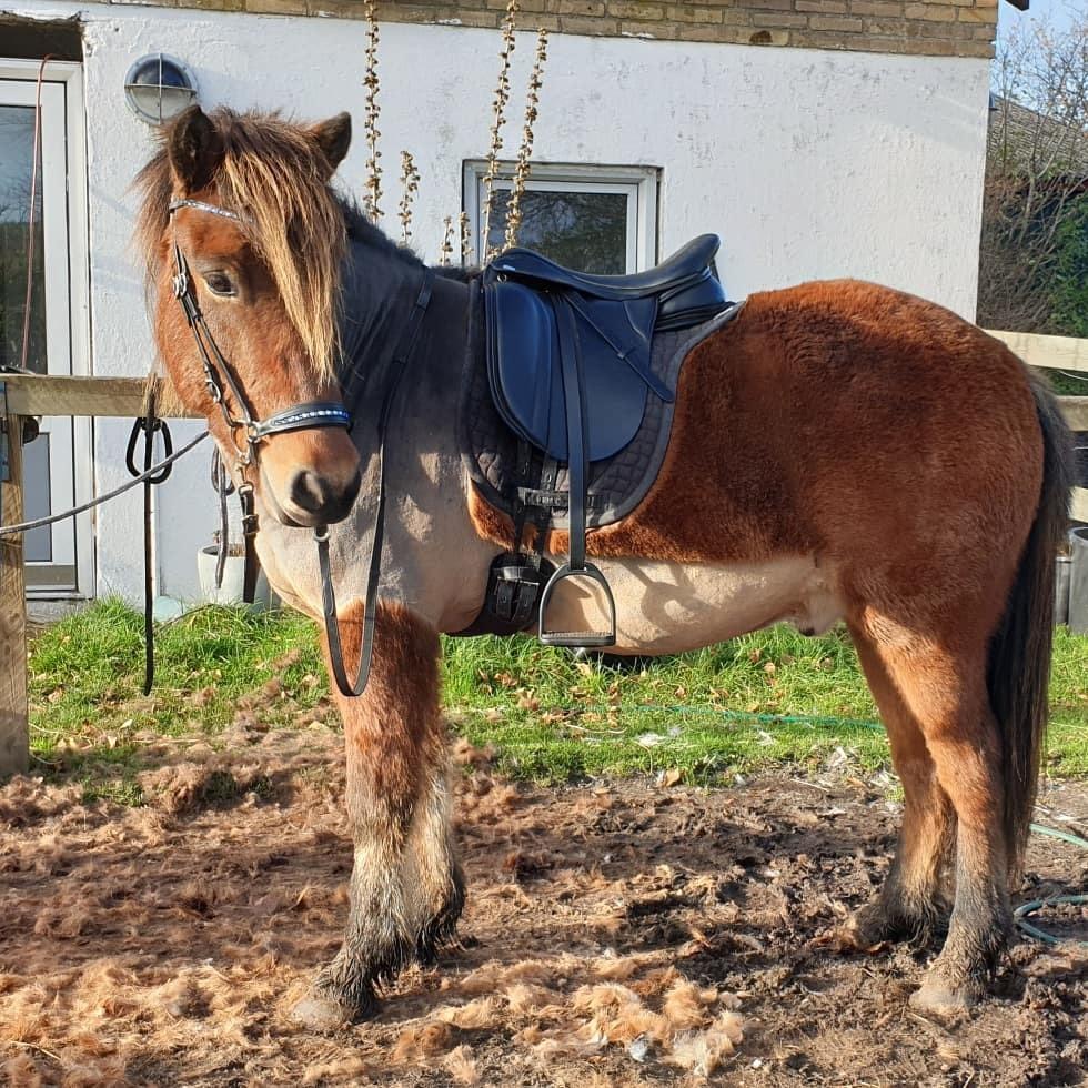 Islænder Sigurdur fra Lindegården SOLGT billede 37