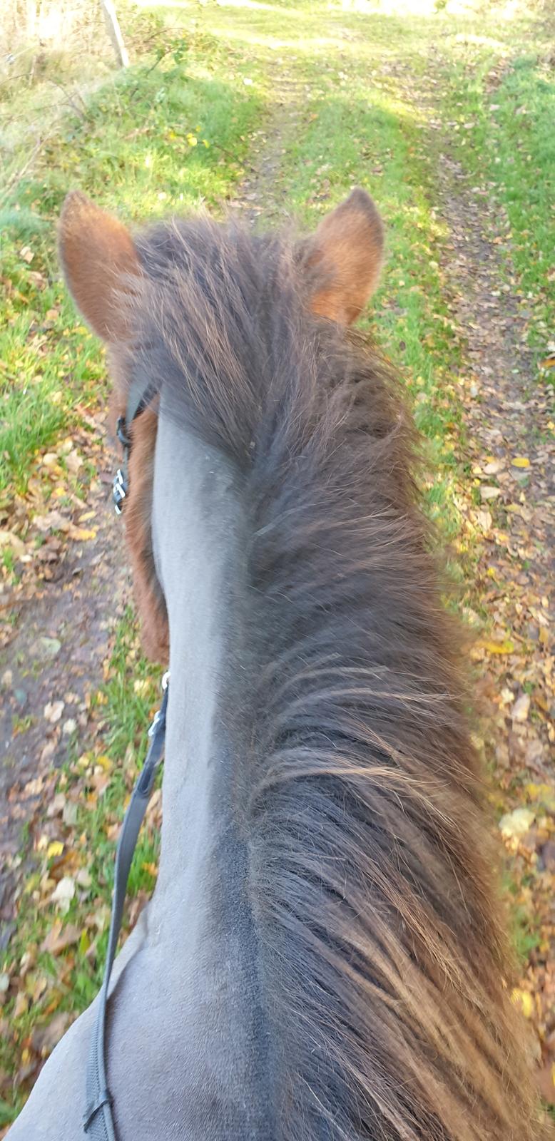 Islænder Sigurdur fra Lindegården SOLGT billede 38