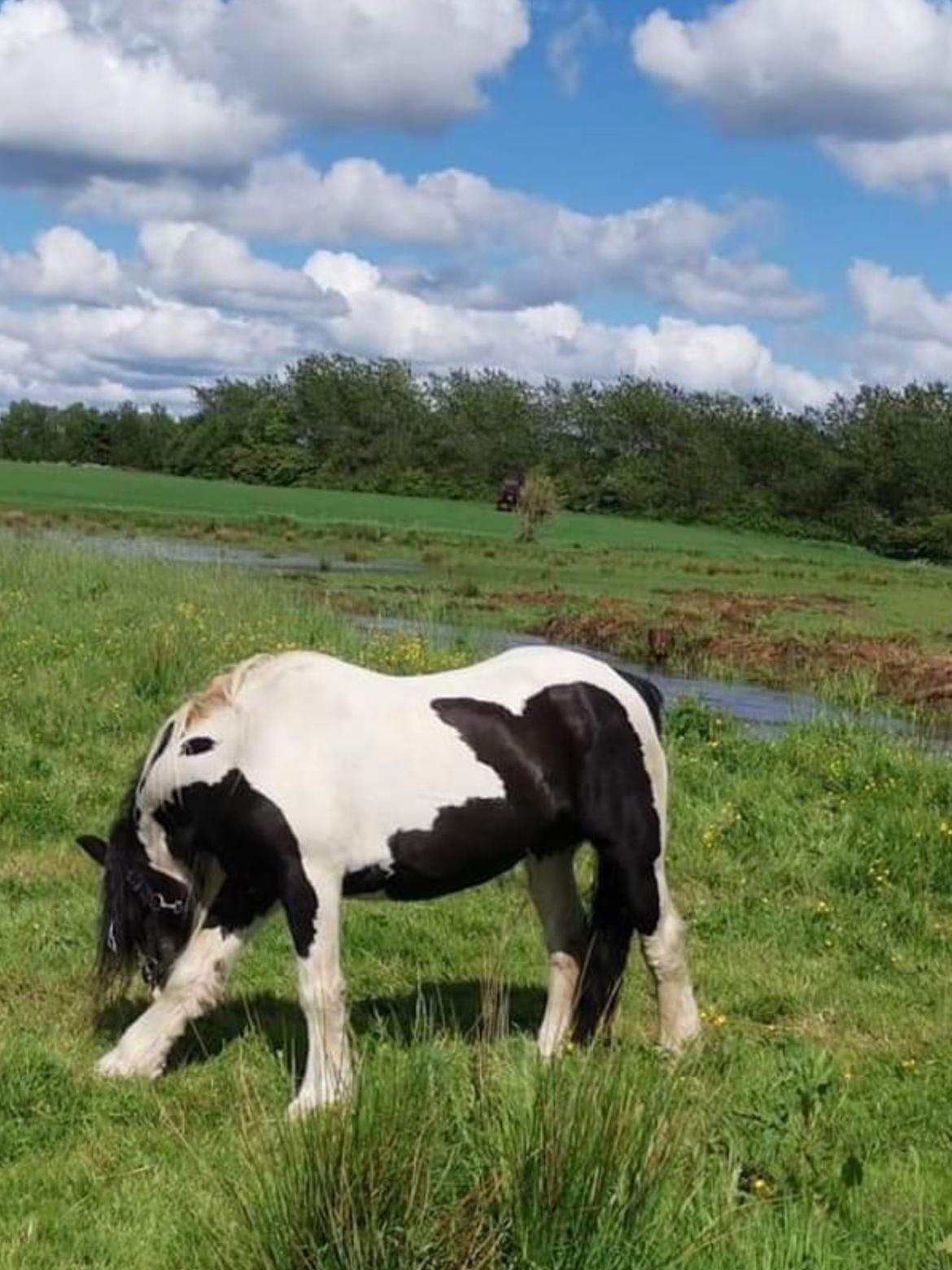 Irish Cob Sarina billede 1