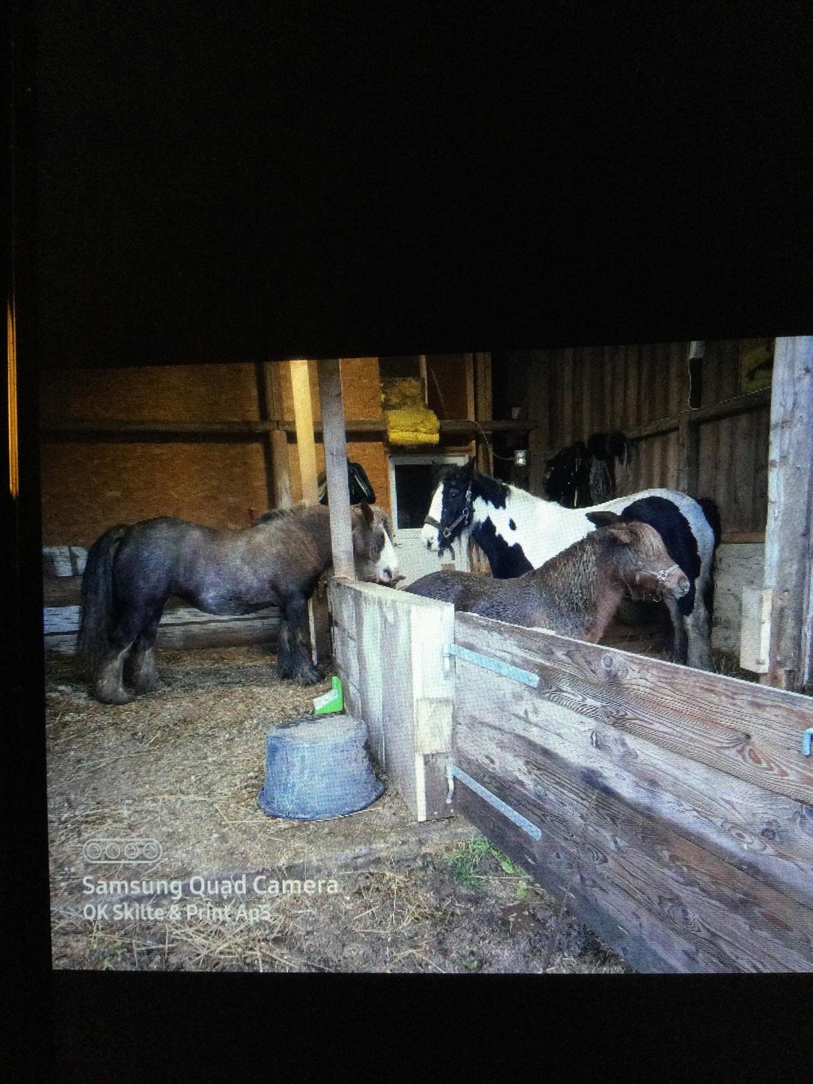 Irish Cob Sarina billede 2