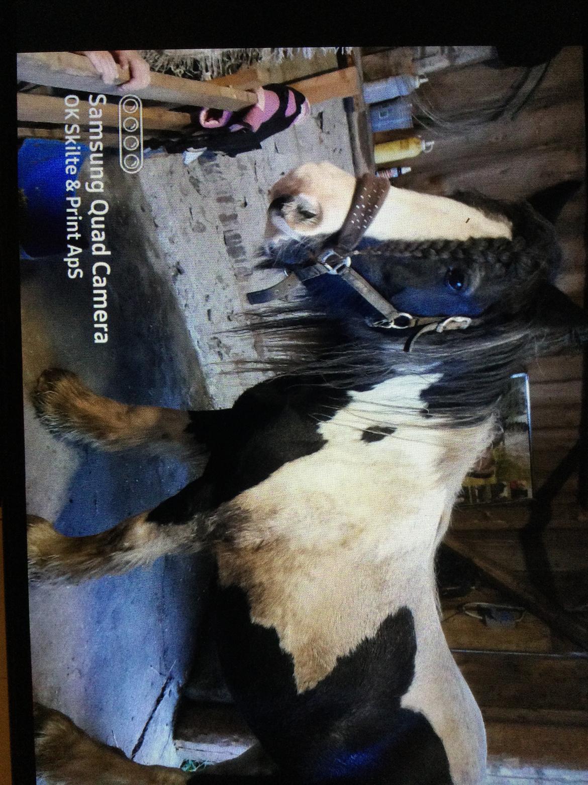 Irish Cob Sarina billede 4