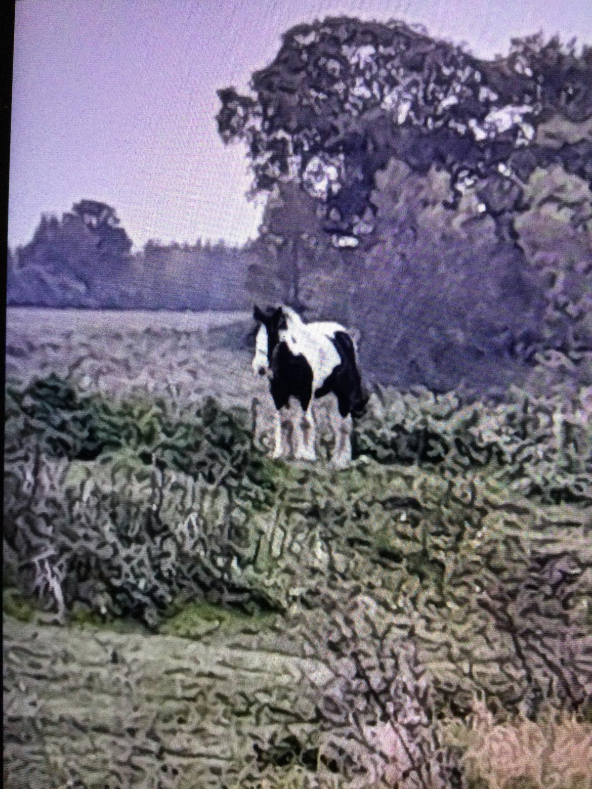 Irish Cob Sarina billede 3