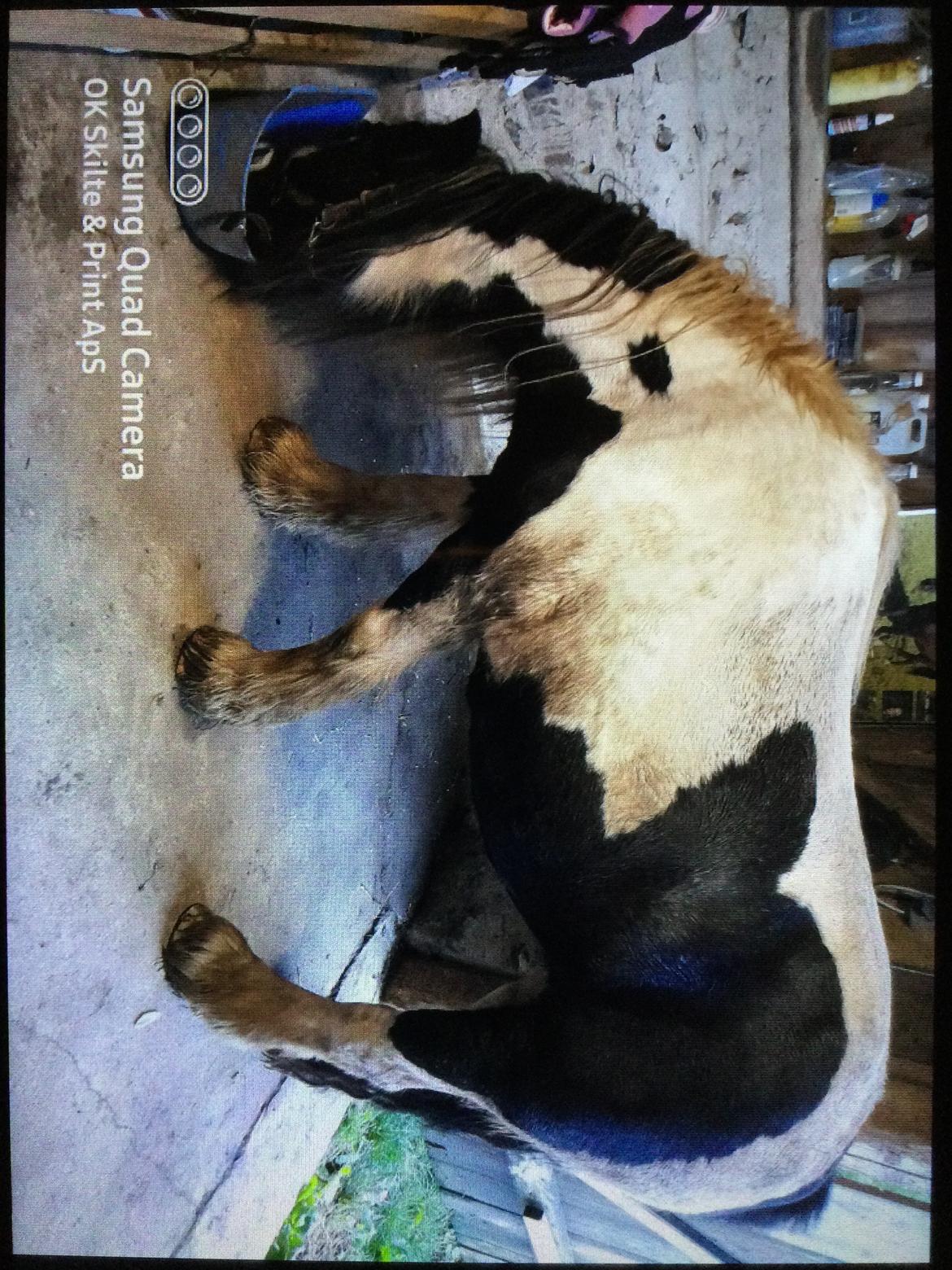 Irish Cob Sarina billede 5