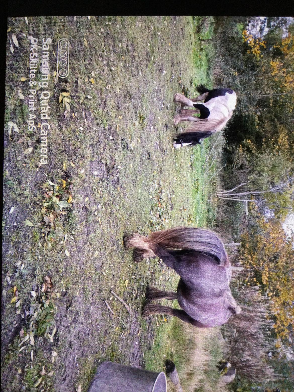 Irish Cob Sarina billede 6