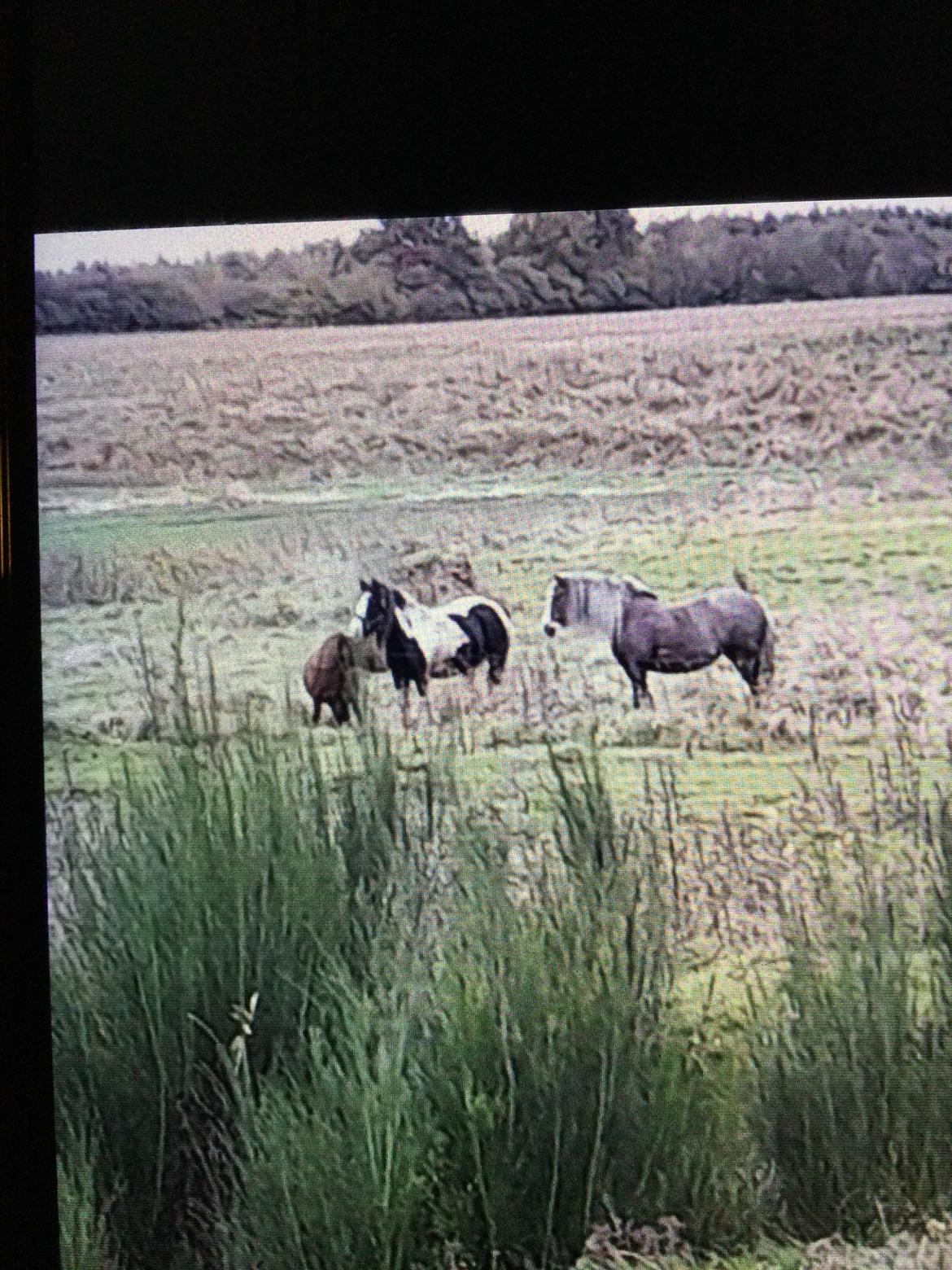 Irish Cob Sarina billede 7