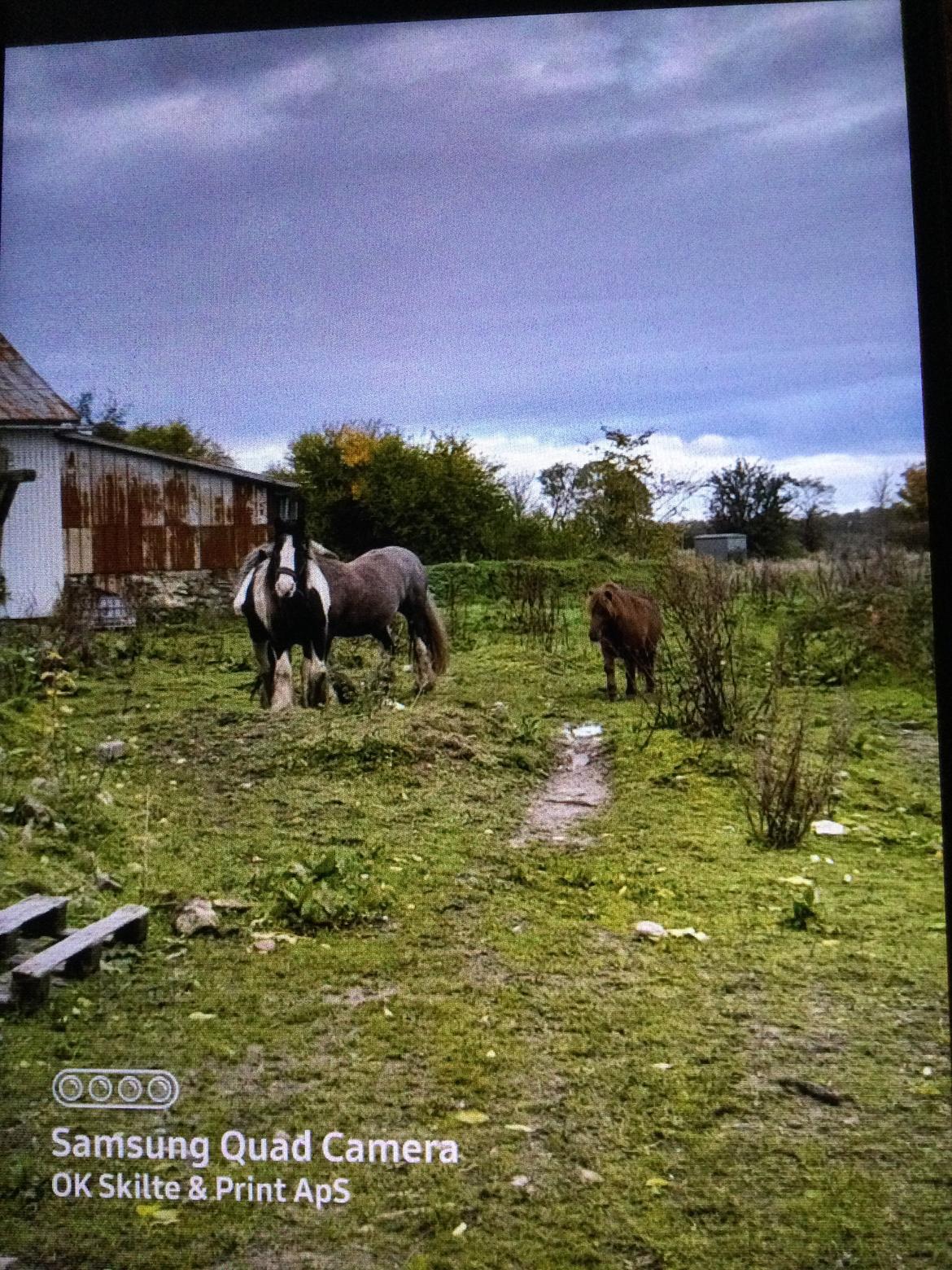 Irish Cob Sarina billede 8