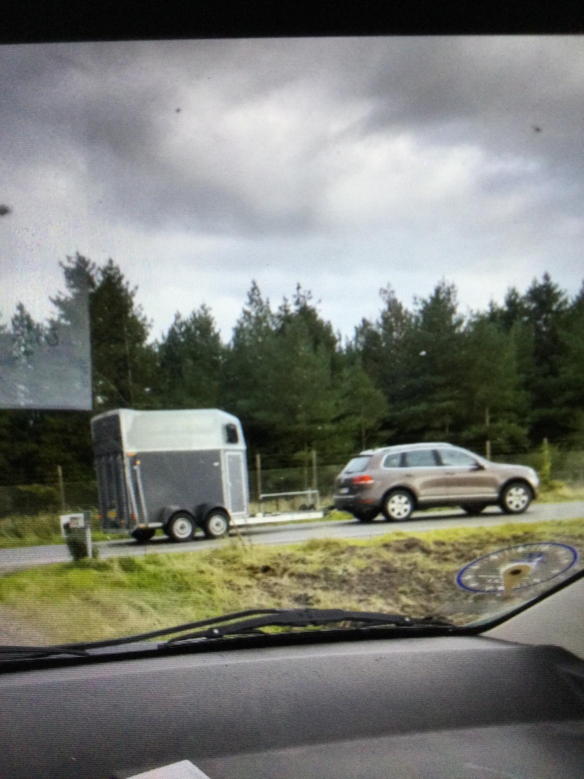 Irish Cob Sarina billede 10