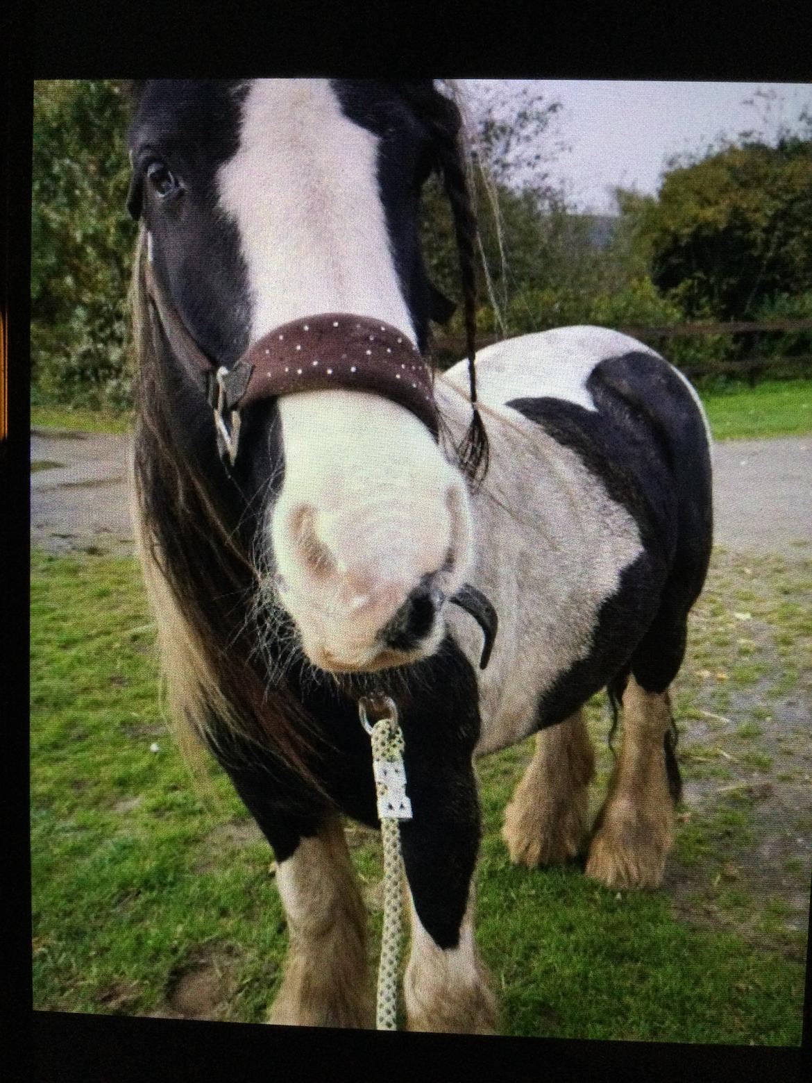 Irish Cob Sarina billede 11