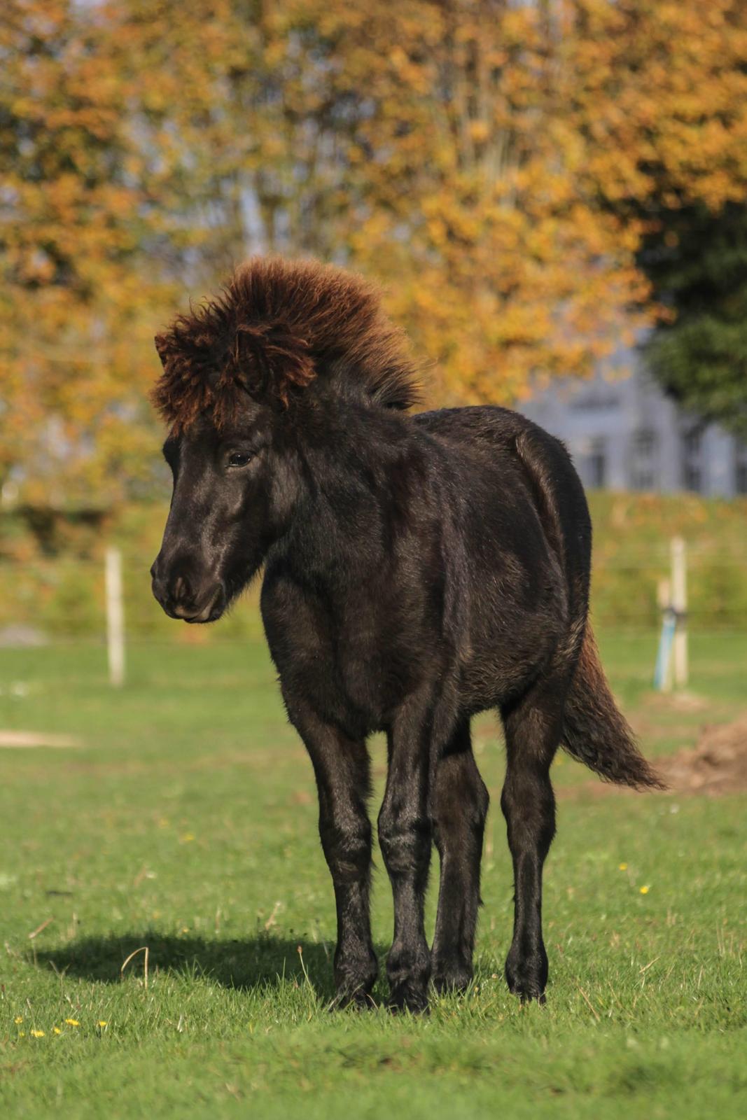 Islænder Litli Litfari fra Bach billede 16