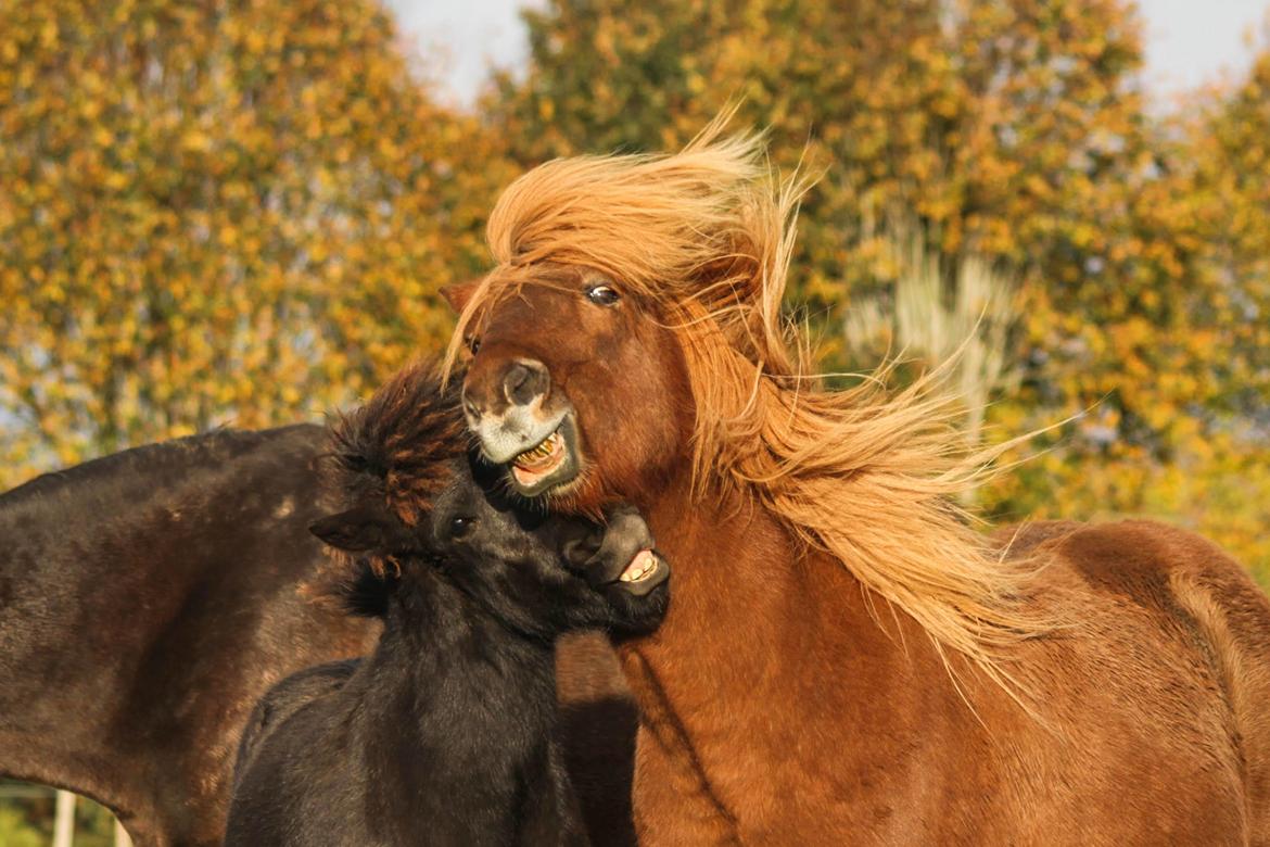Islænder Litli Litfari fra Bach billede 17