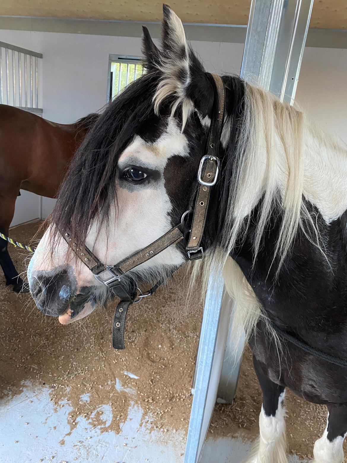 Irish Cob Enggårds Isabella billede 1