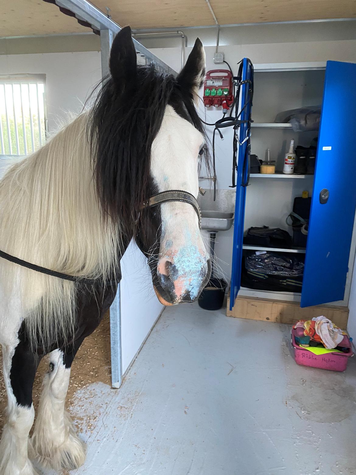 Irish Cob Enggårds Isabella billede 2