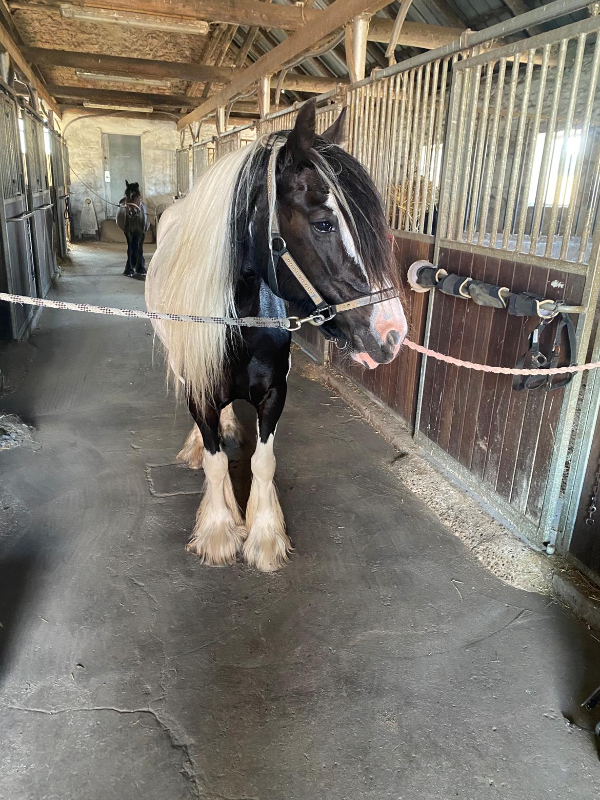 Irish Cob Enggårds Isabella billede 4