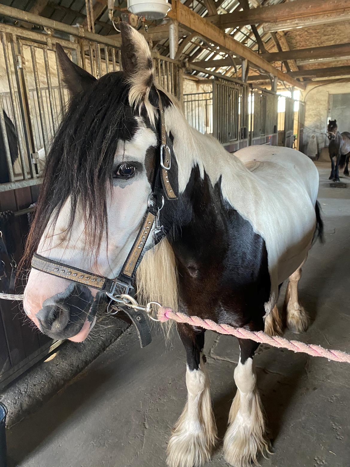 Irish Cob Enggårds Isabella billede 5