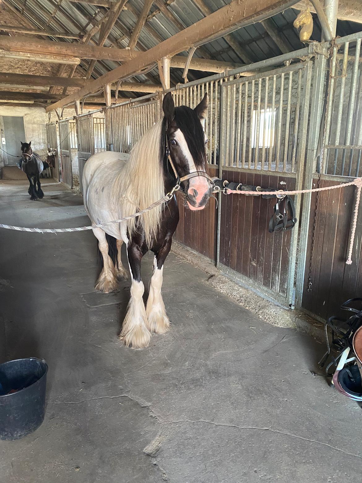 Irish Cob Enggårds Isabella billede 6