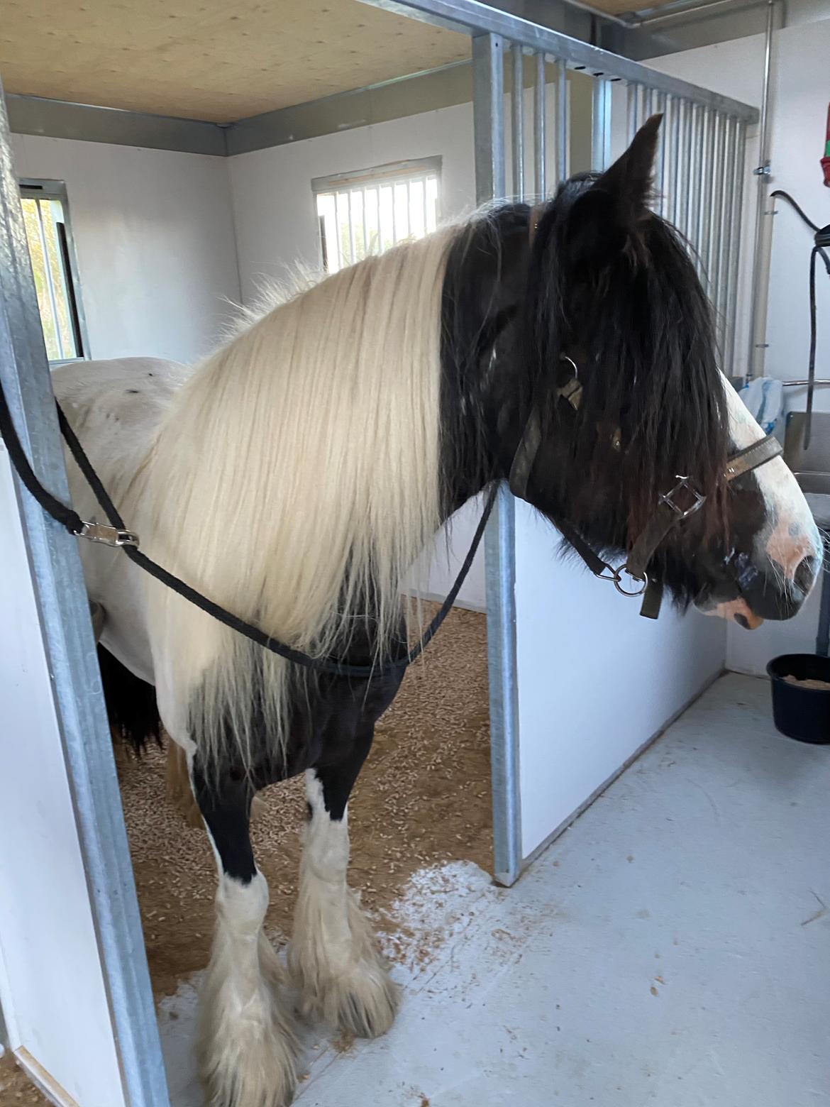 Irish Cob Enggårds Isabella billede 3