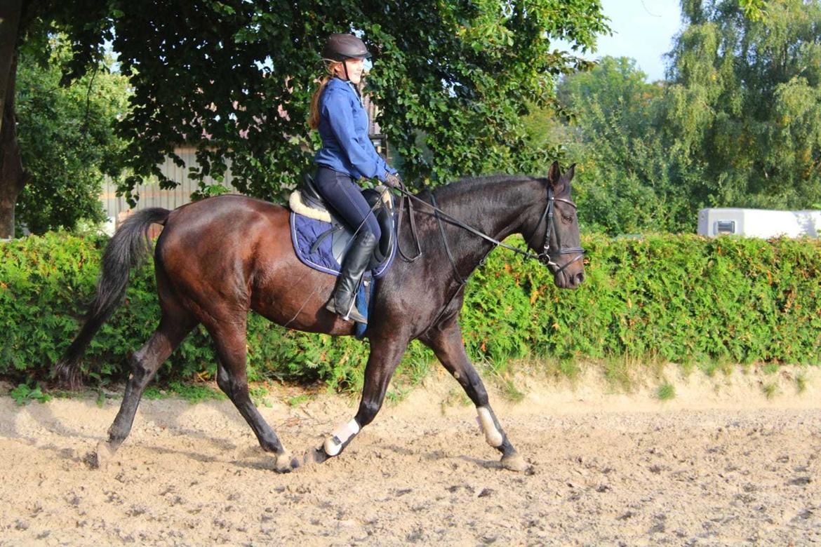 Holstener Iris von Harknag billede 7