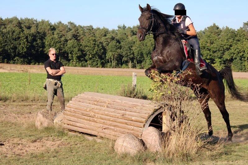 Holstener Iris von Harknag billede 9