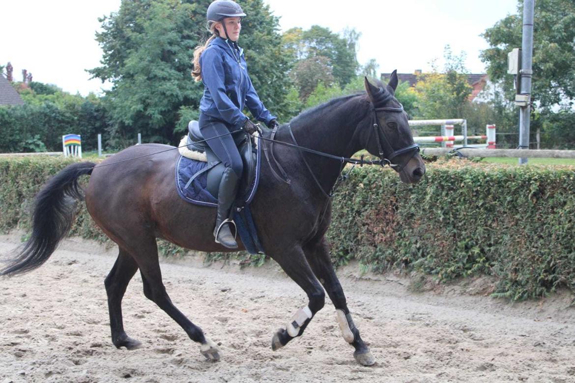 Holstener Iris von Harknag billede 8