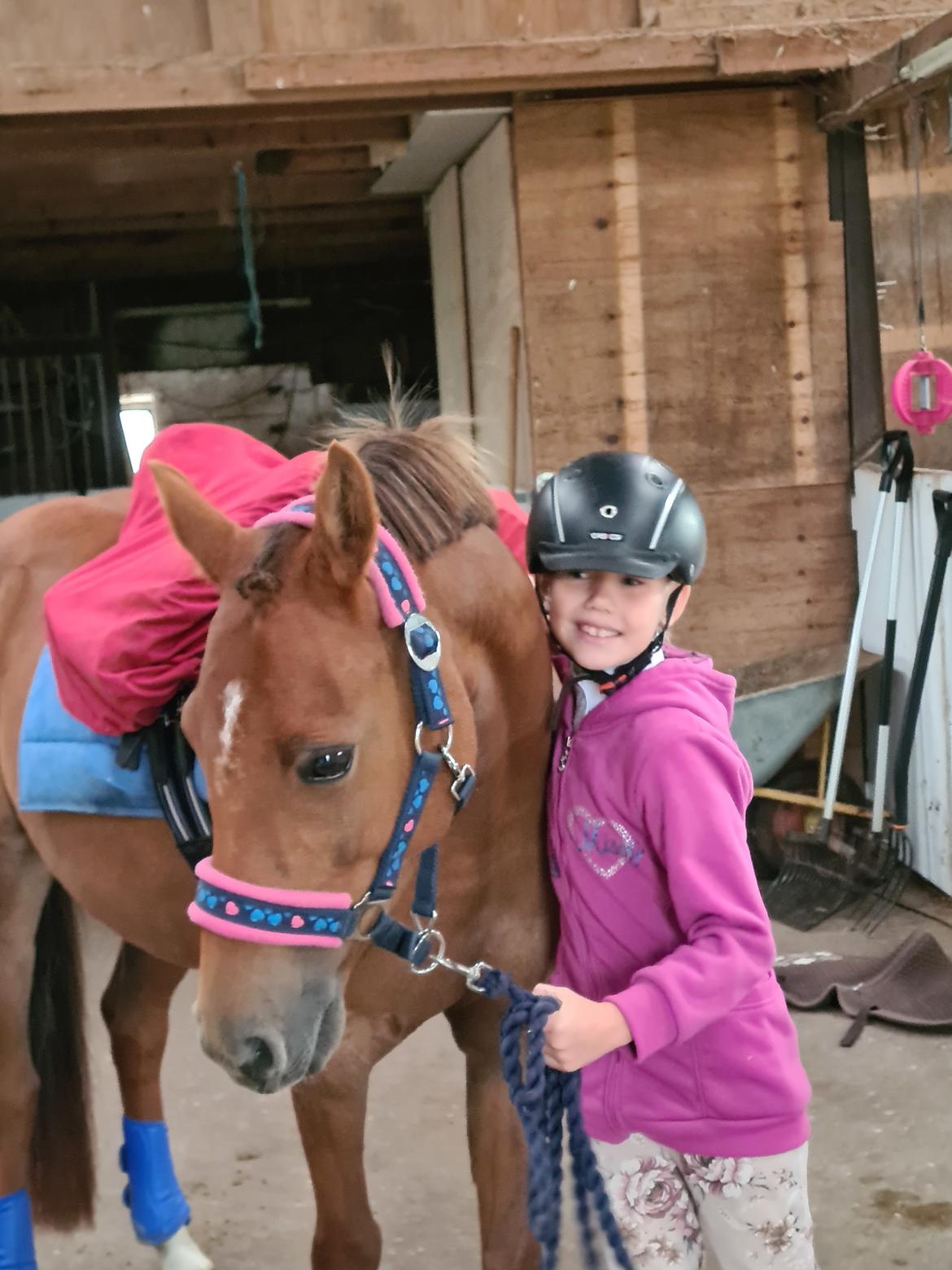 Tysk Sportspony Any billede 21