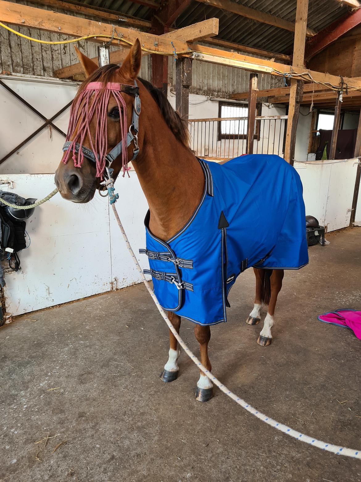 Tysk Sportspony Any billede 20