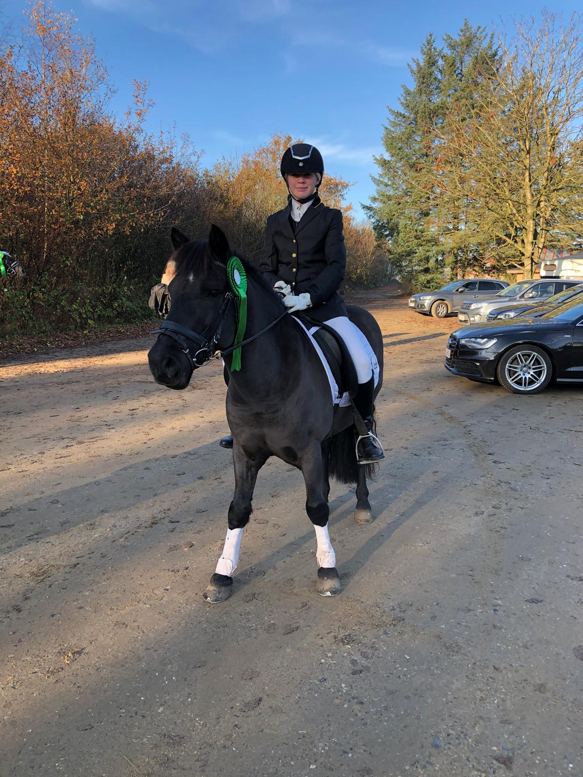 Anden særlig race Stalden's Noah billede 17