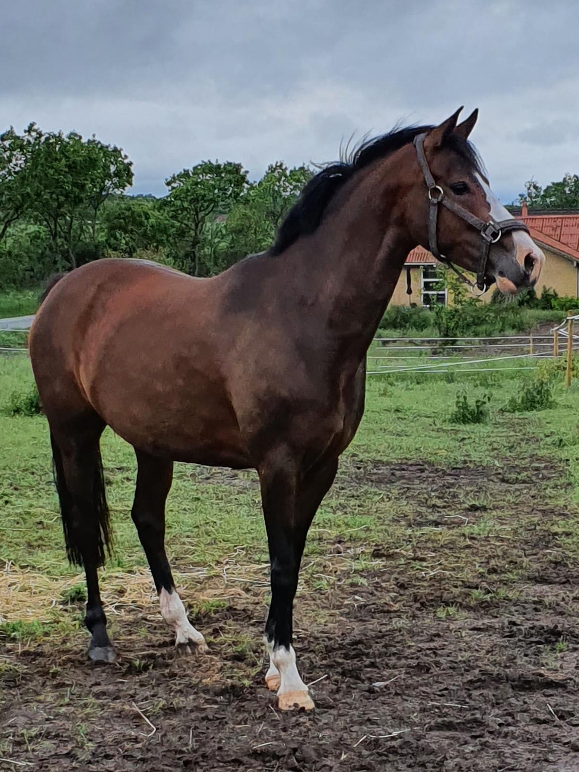 DSP Lykkehøjs Belle Ami  billede 1