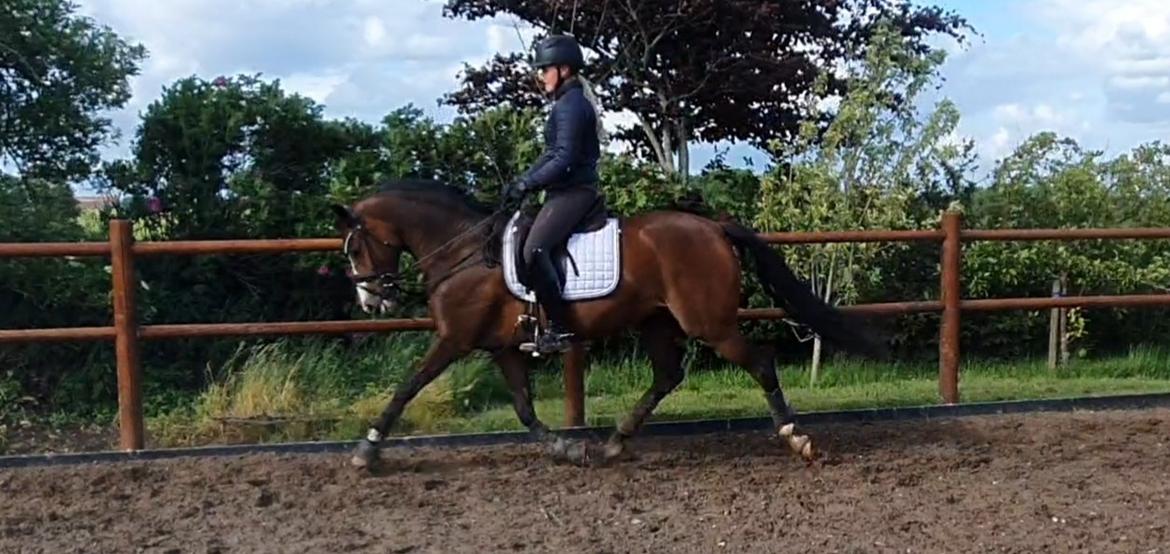 DSP Lykkehøjs Belle Ami  billede 2