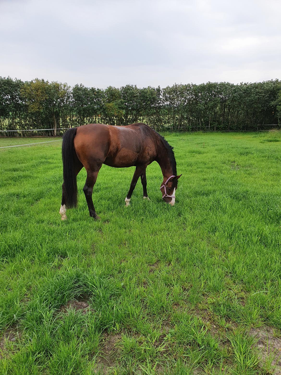 DSP Lykkehøjs Belle Ami  billede 6