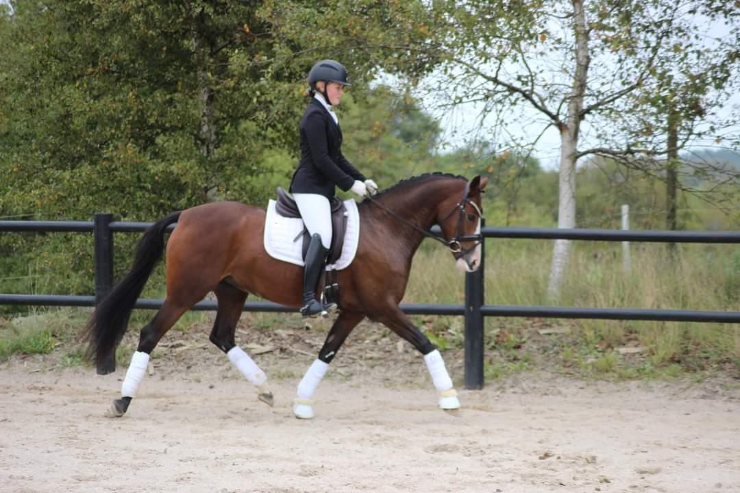 DSP Lykkehøjs Belle Ami  billede 12