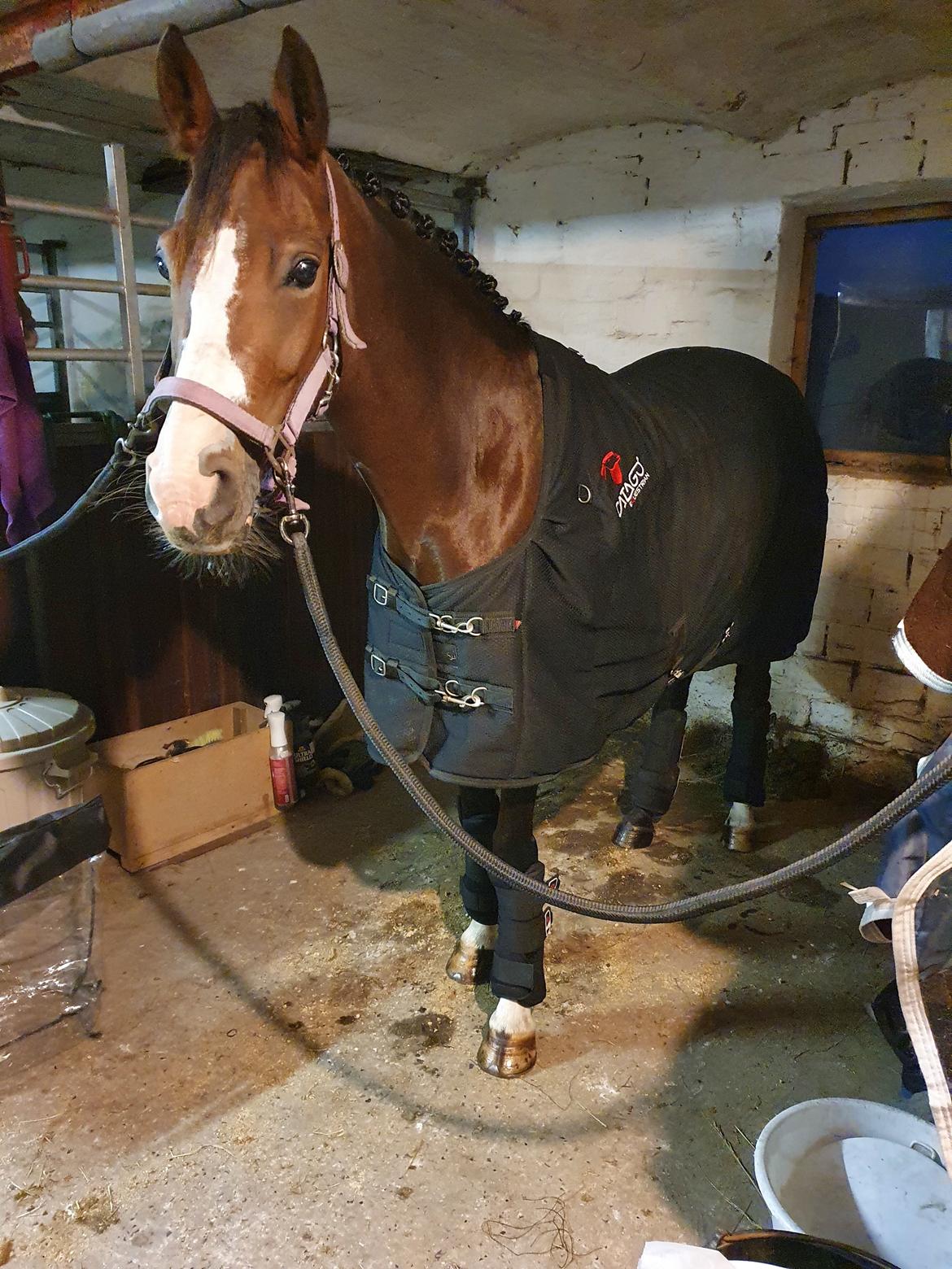 DSP Lykkehøjs Belle Ami  billede 8