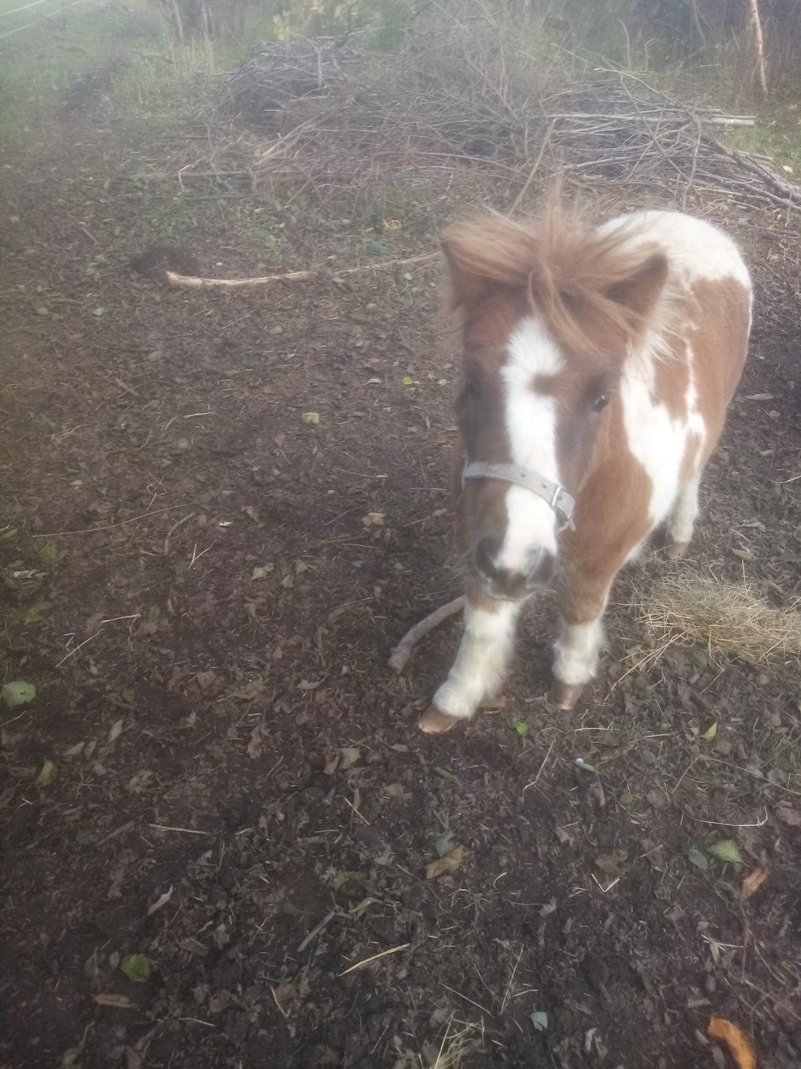 Shetlænder Indian Princess (Indi) - November 2020 billede 24