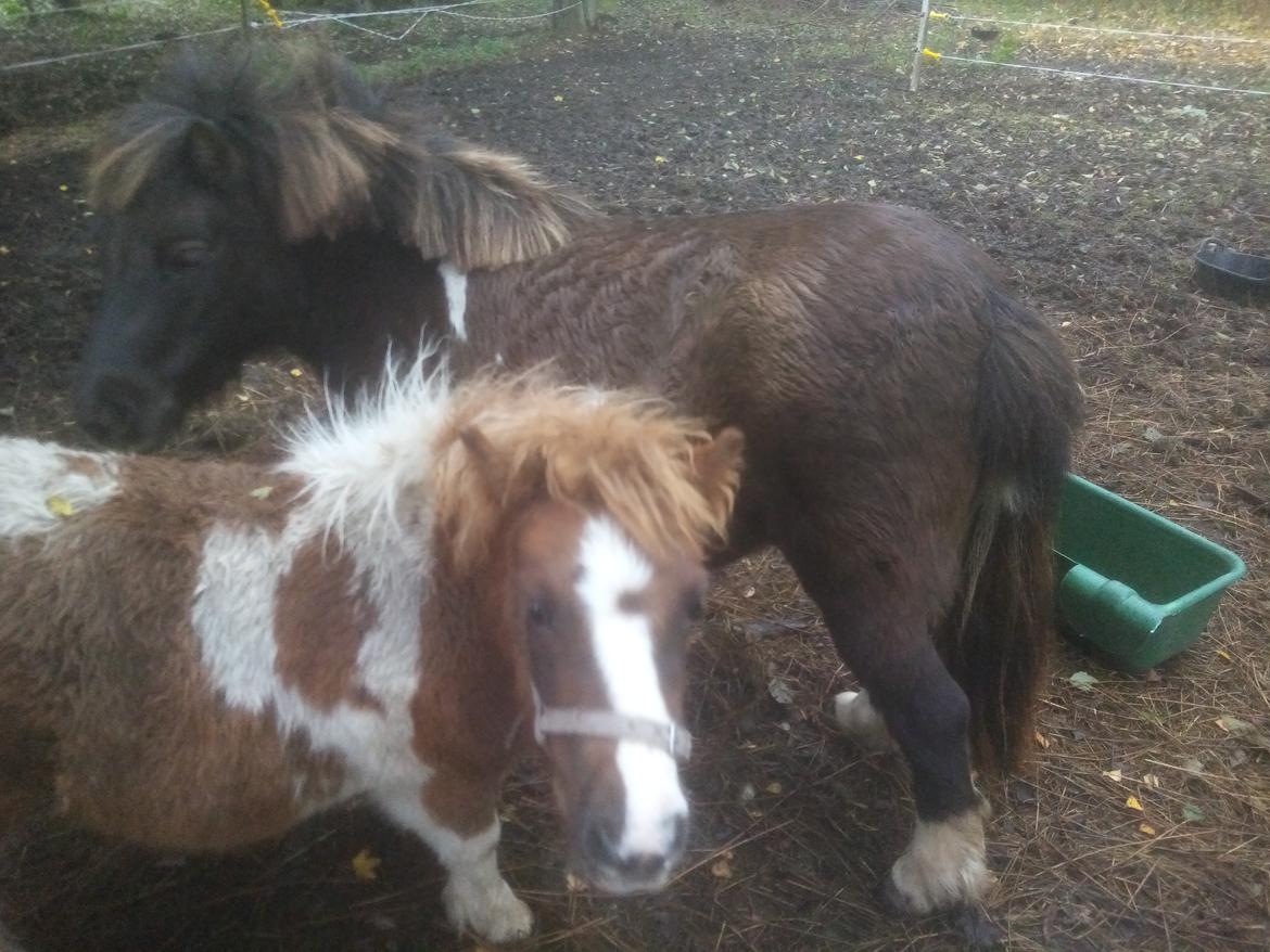 Shetlænder Indian Princess (Indi) - November 2020 - Indi og mor Coco billede 25