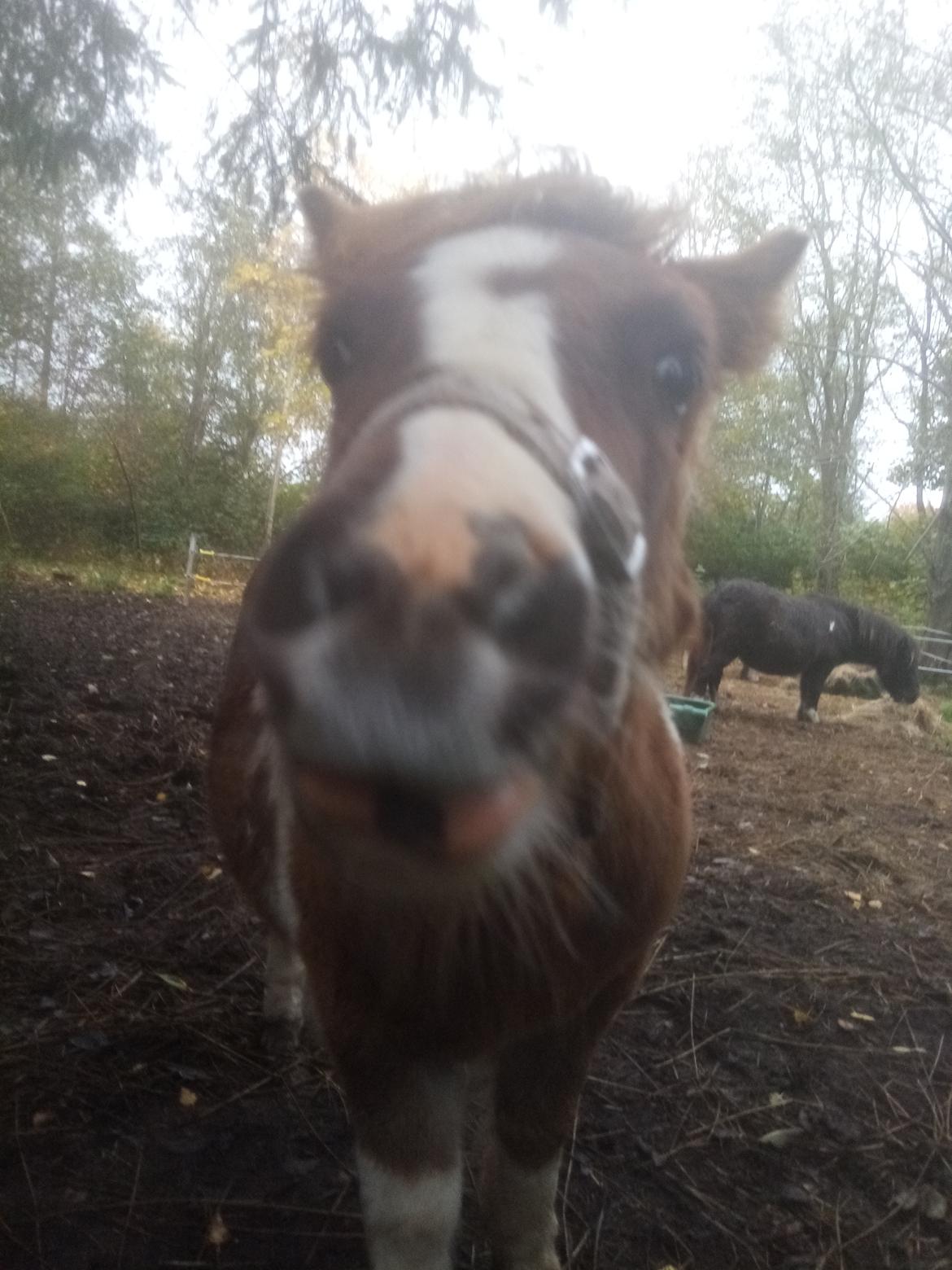 Shetlænder Indian Princess (Indi) - Oktober 2020 billede 29