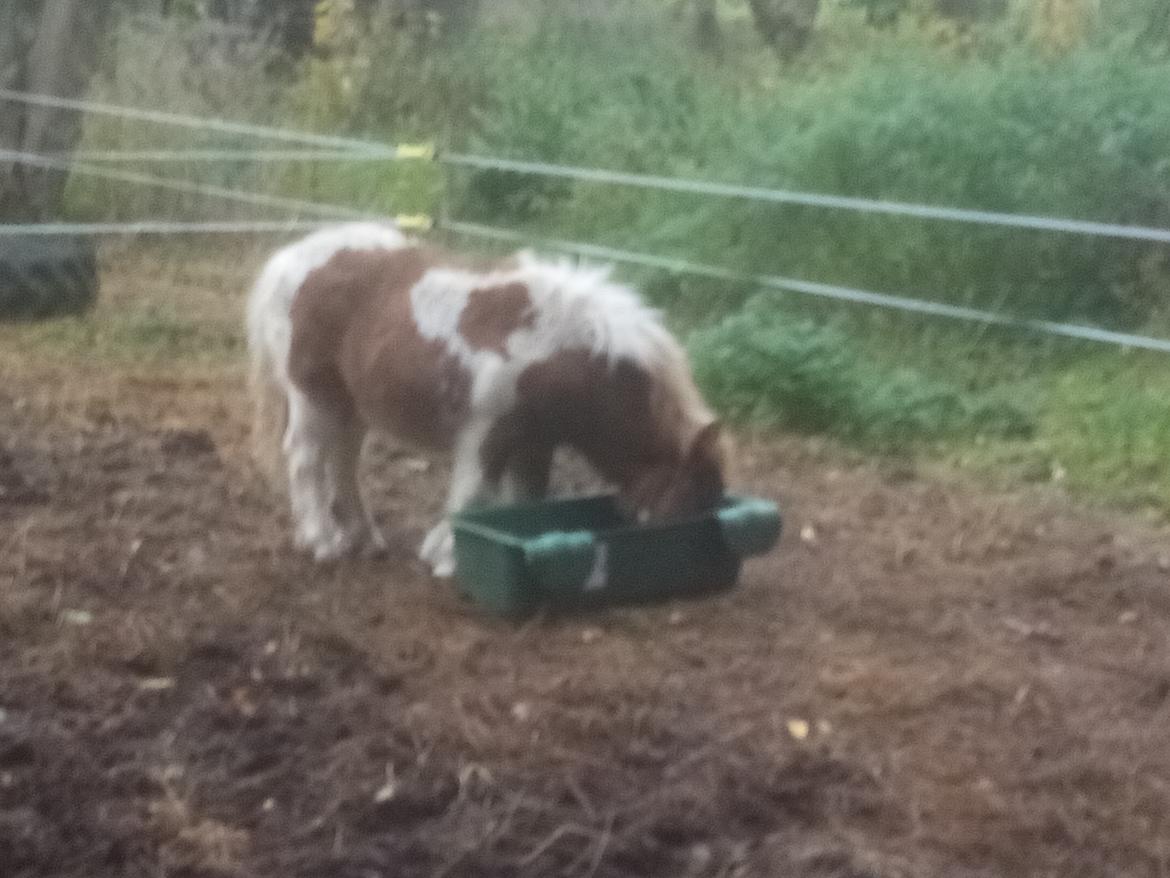 Shetlænder Indian Princess (Indi) - Oktober 2020 billede 30