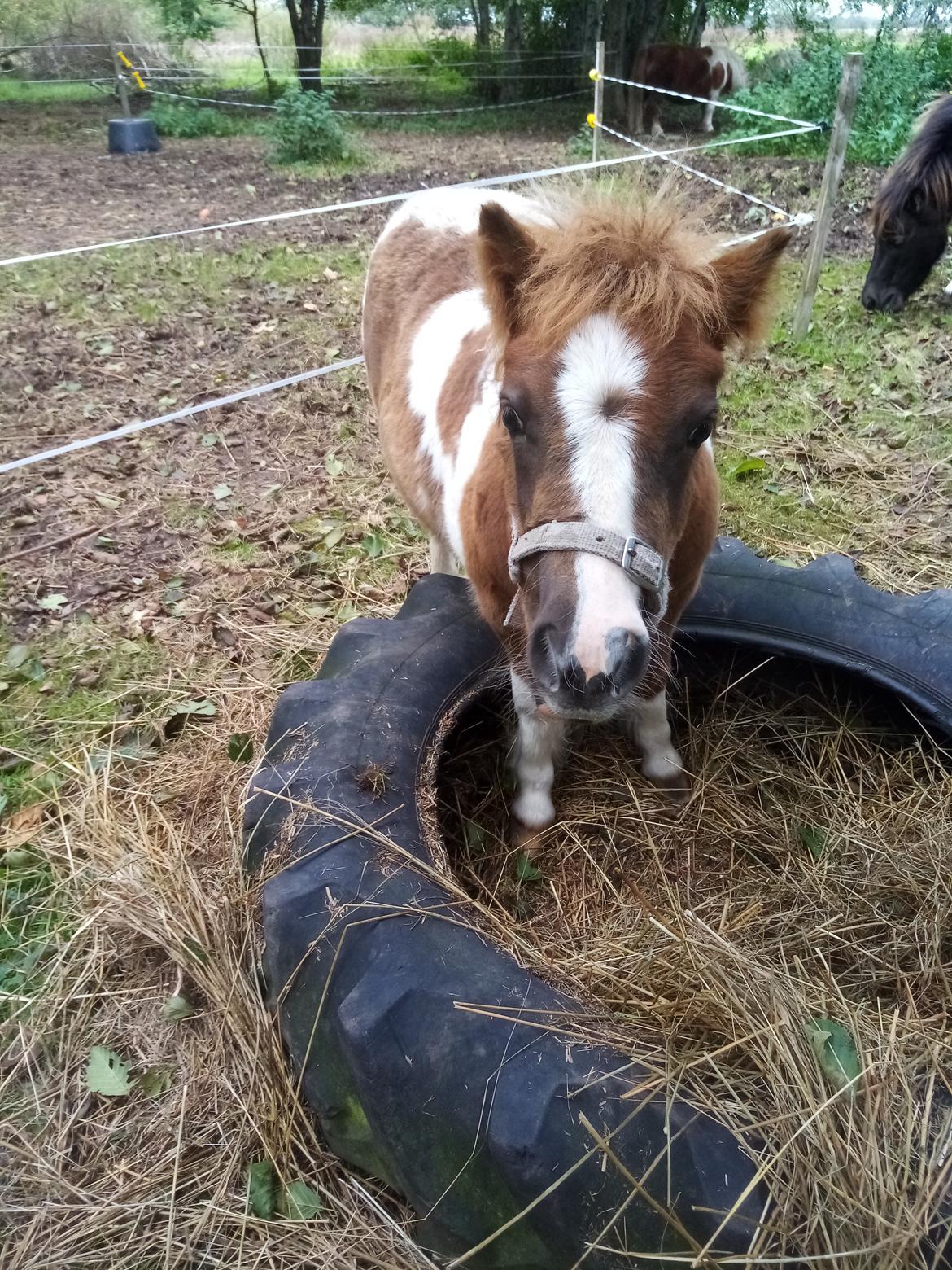 Shetlænder Indian Princess (Indi) - Oktober 2020 billede 5