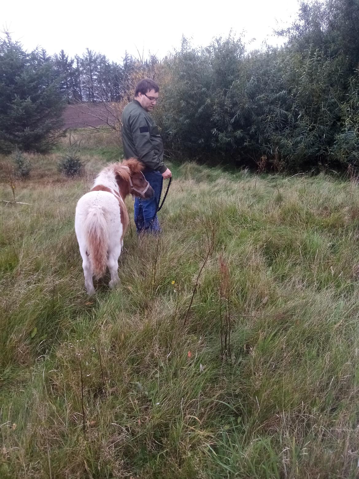 Shetlænder Indian Princess (Indi) - September 2020 - Indis første rigtige gåtur med snor (26-09) billede 20