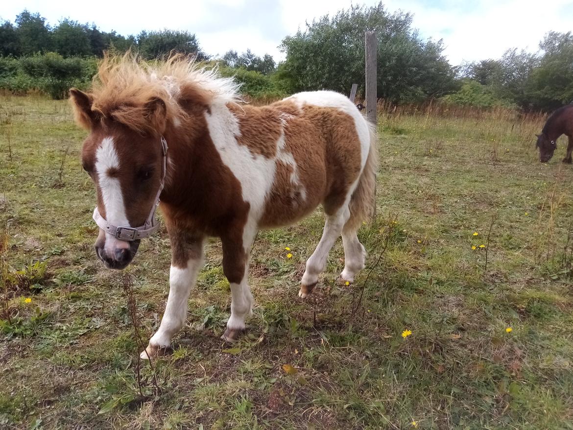 Shetlænder Indian Princess (Indi) - September 2020 billede 23