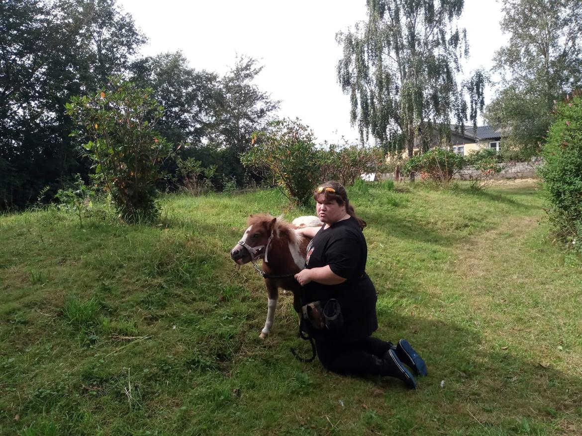 Shetlænder Indian Princess (Indi) - September 2020 - første gang med grime + træktov (i forbindelse med chipning) billede 22