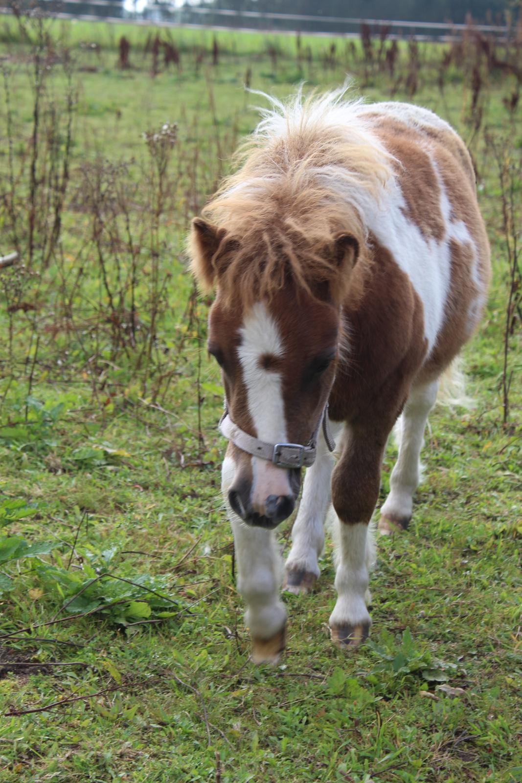 Shetlænder Indian Princess (Indi) - September 2020 billede 26