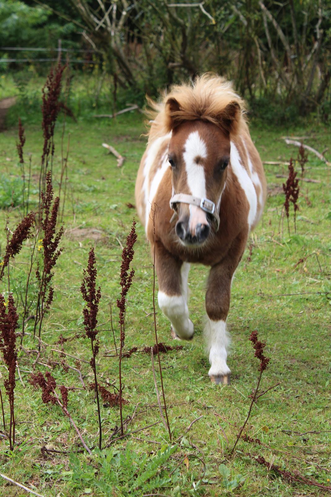 Shetlænder Indian Princess (Indi) - September 2020 - i trav billede 27