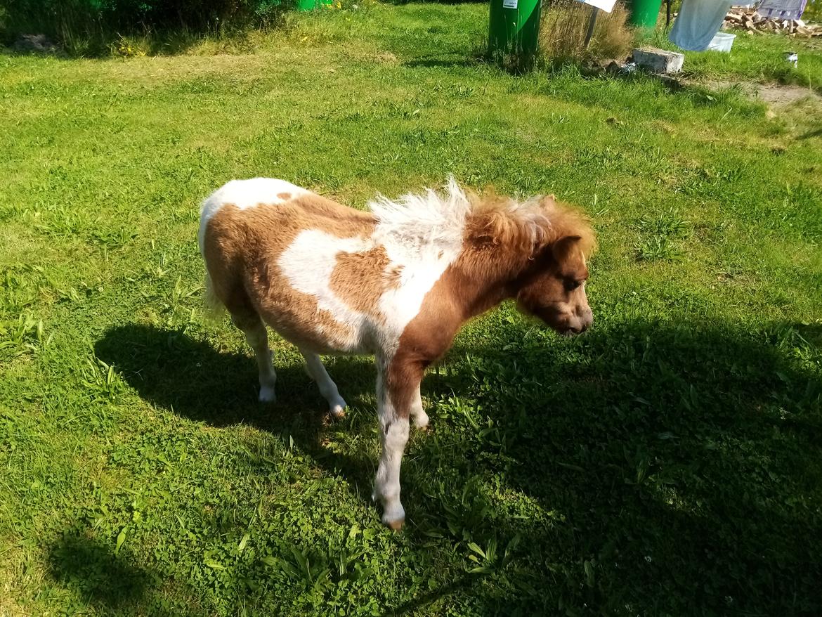 Shetlænder Indian Princess (Indi) - August 2020 billede 28