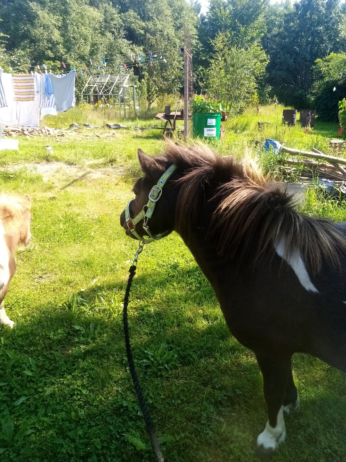 Shetlænder Coco - August 2020 billede 25