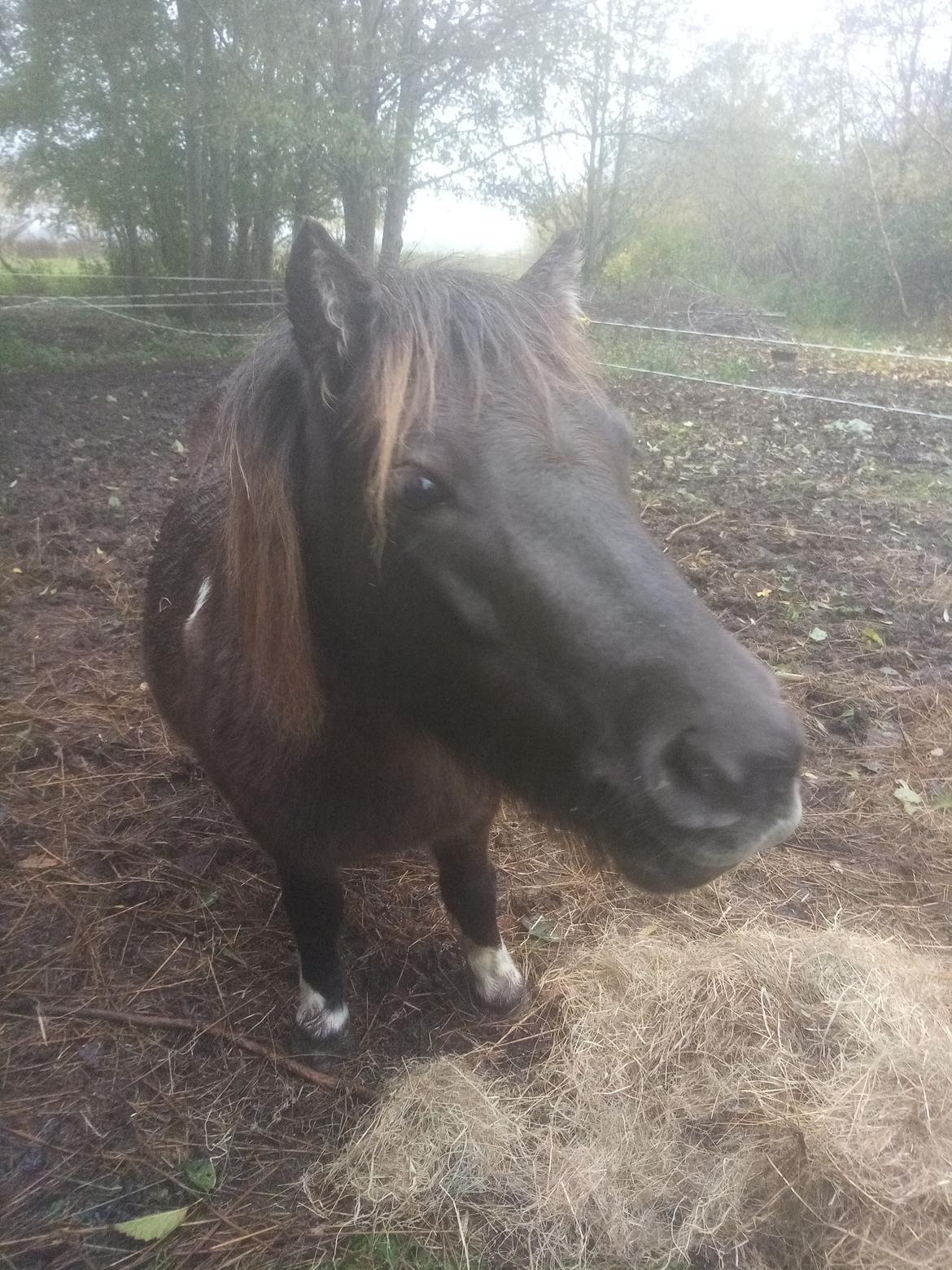 Shetlænder Coco - Oktober 2020 billede 26