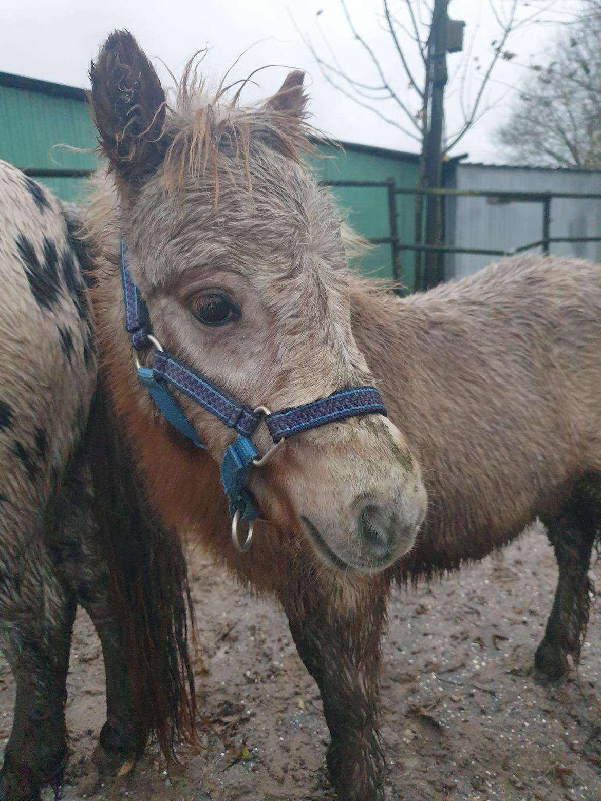 Knabstrupper Majco's Lille Mosebølle  billede 6